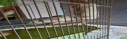 Rat rodents for sale: Pair of Female Dumbo Rats with large enclosure - Advert 5