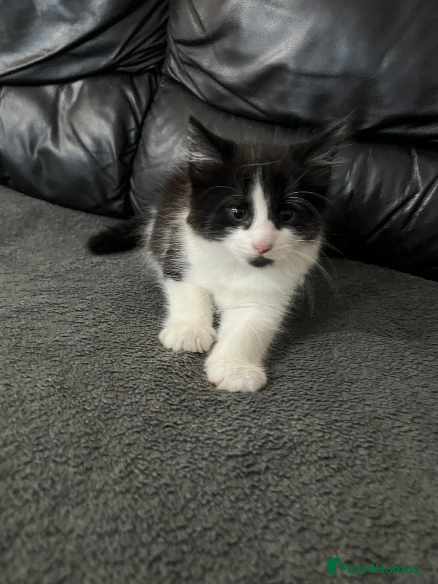 Mixed Breed cats for sale: cute kitty  in Slough - Advert 4
