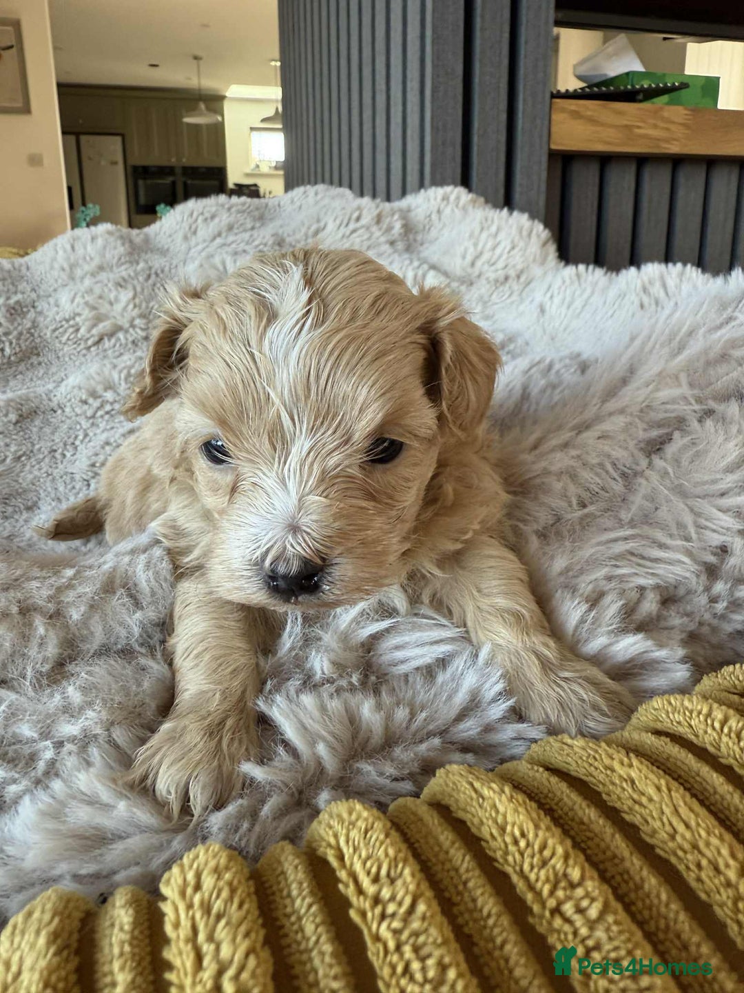 Maltipoo dogs for sale: 6 Gorgeous F1 Maltipoos for sale - Advert 5