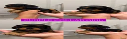 Cavalier King Charles Spaniel dogs for sale: BEAUTIFUL KING CHARLES CAVALIER PUPPYS - Advert 11