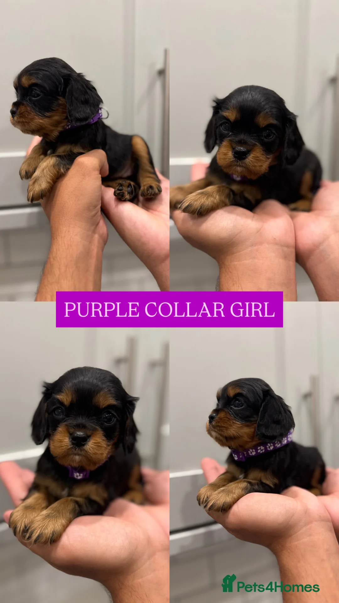 Cavalier King Charles Spaniel dogs for sale: BEAUTIFUL KING CHARLES CAVALIER PUPPYS - Advert 11