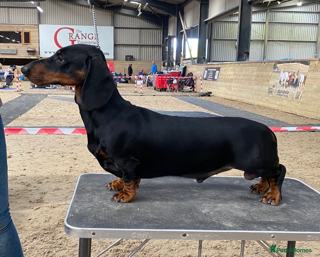 Dachshund dogs for stud: Kc registered standard smooth stud  in Newton Abbot - Image 7