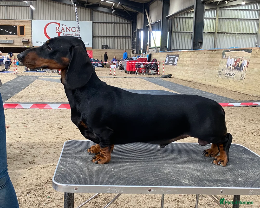 Dachshund dogs for stud: Kc registered standard smooth  in Newton Abbot - Advert 7