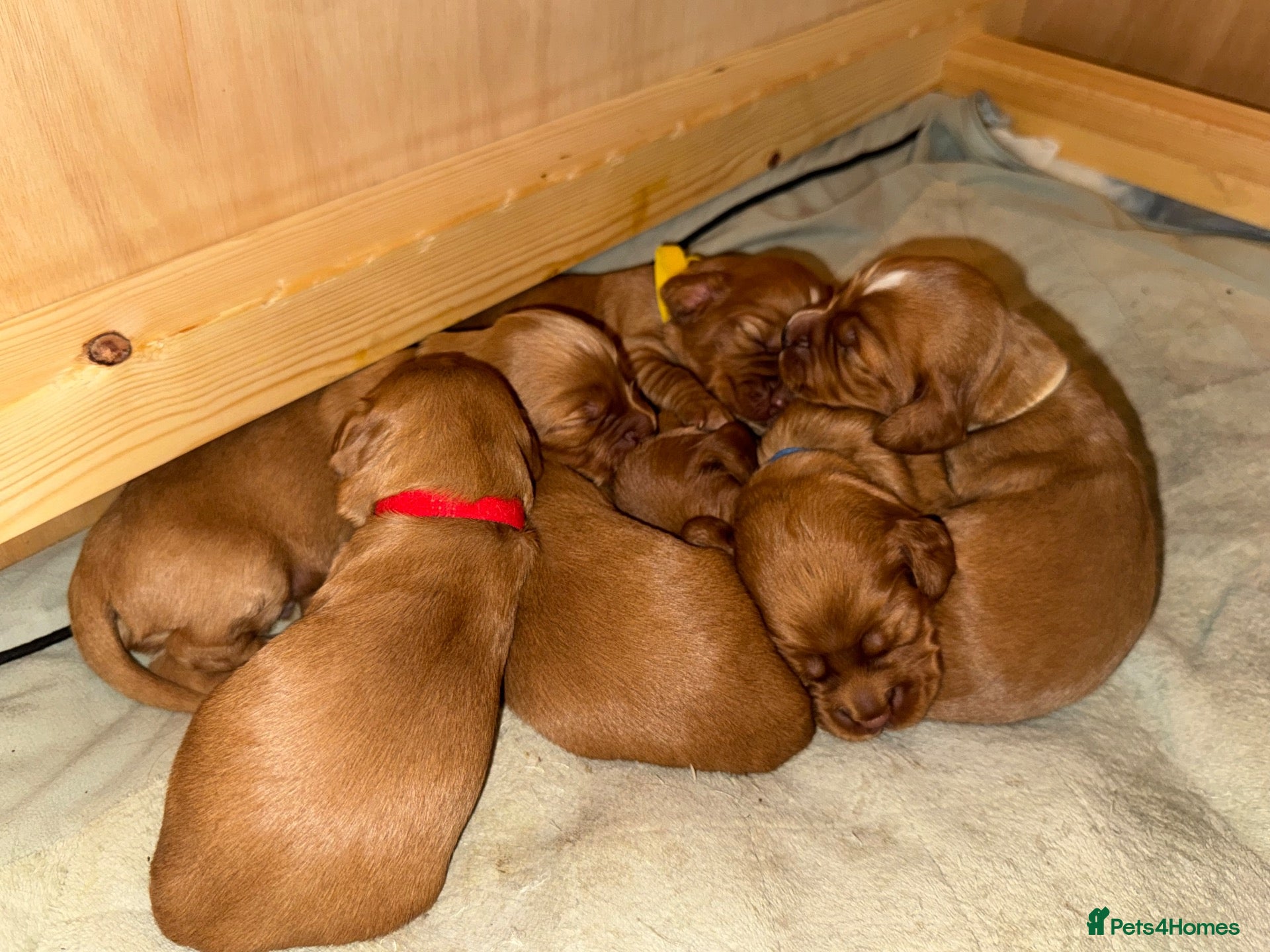 Cocker Spaniel dogs KC Registered Cocker Spaniel puppies  - Advert 2