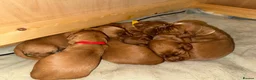 Cocker Spaniel dogs for sale: KC Registered Cocker Spaniel puppies  in Sherborne - Advert 1