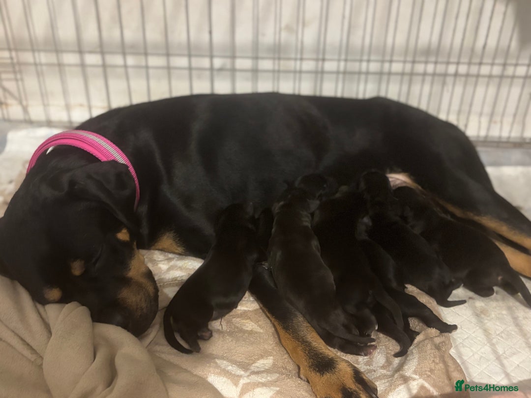 Cane Corso dogs for sale: 7 beautiful cane corso puppies  - Advert 10