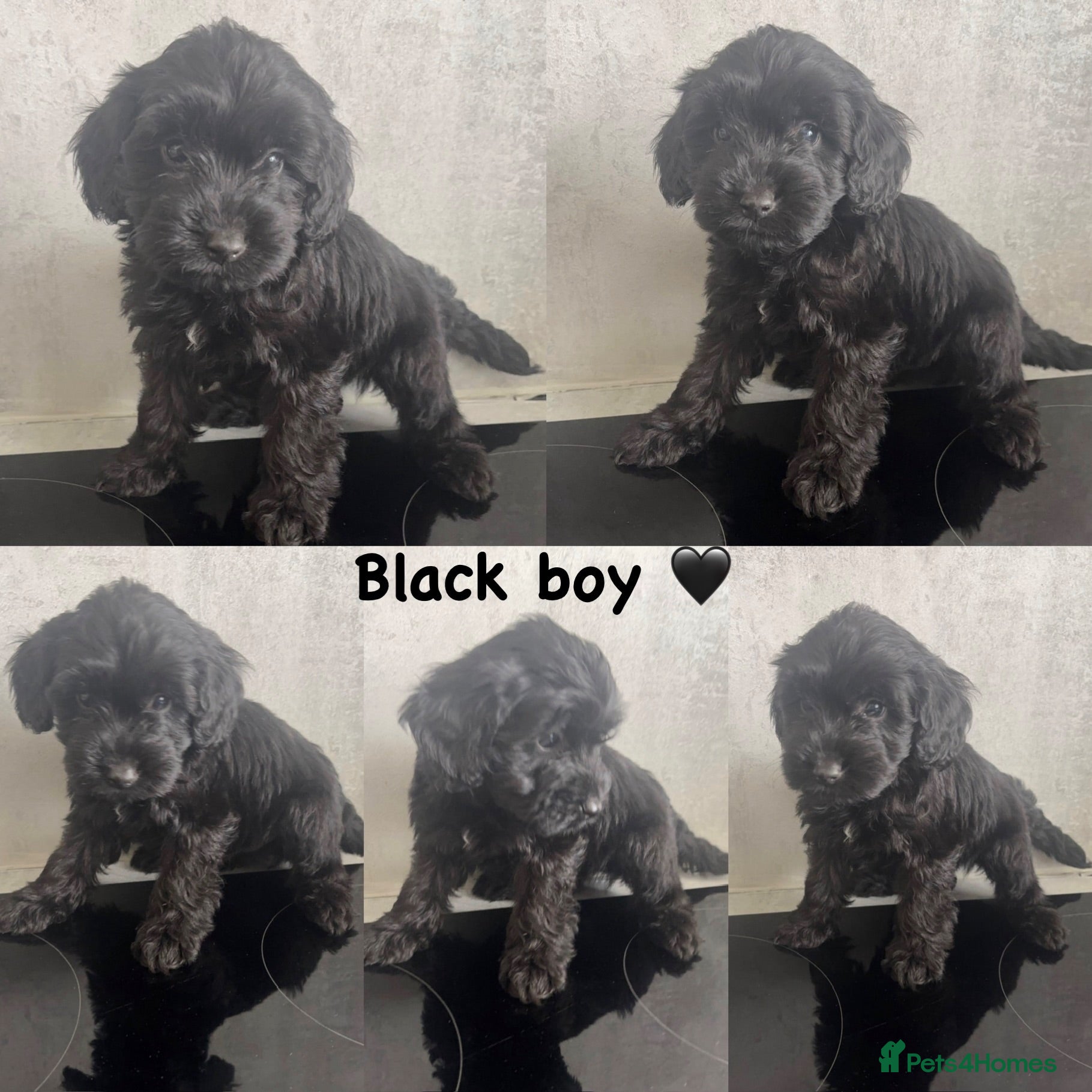 Cockapoo dogs *READY NOW* - 4 left - cockapoo puppies - Advert 5