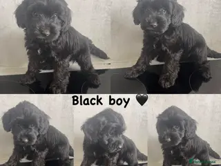 Cockapoo dogs *READY NOW* - 4 left - cockapoo puppies - Advert 1