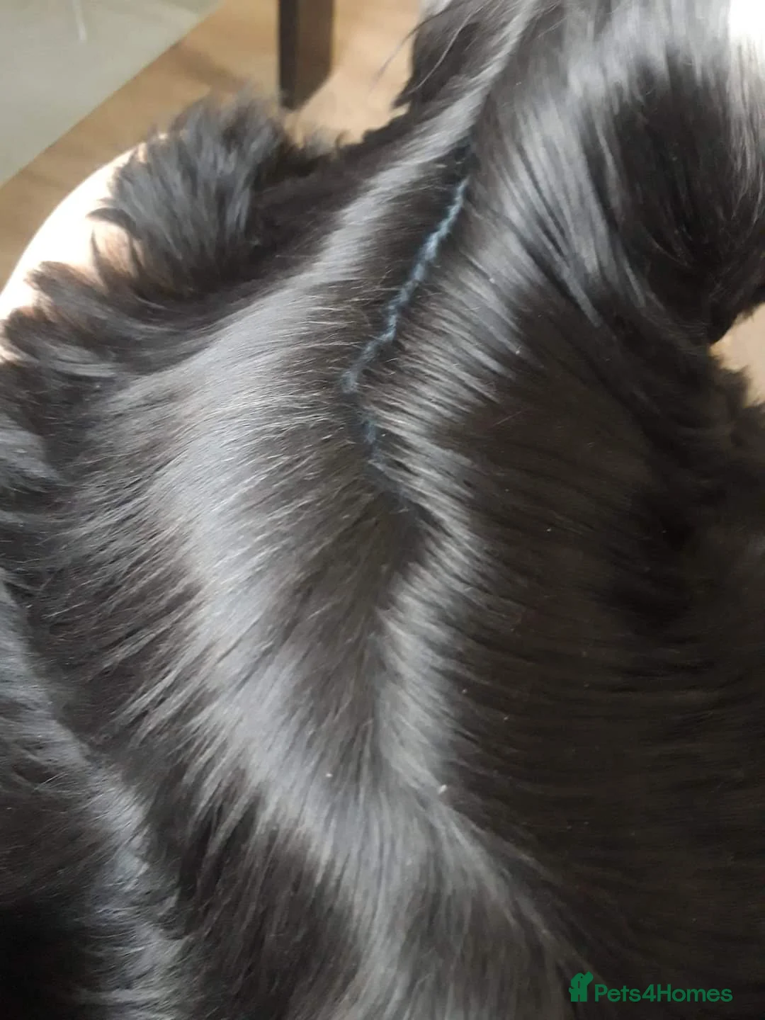 Yorkshire Terrier dogs for stud: KCReg Assured Breeder/Benjamin looking for a date in Southampton - Advert 13