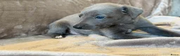 Whippet dogs for sale: ❤️ BEAUTIFUL BLUE WHIPPETS KC REGISTERED❤️ - Advert 10