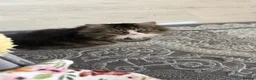 Mixed Breed cats for sale: Mix litter of beautiful kittens - Advert 1