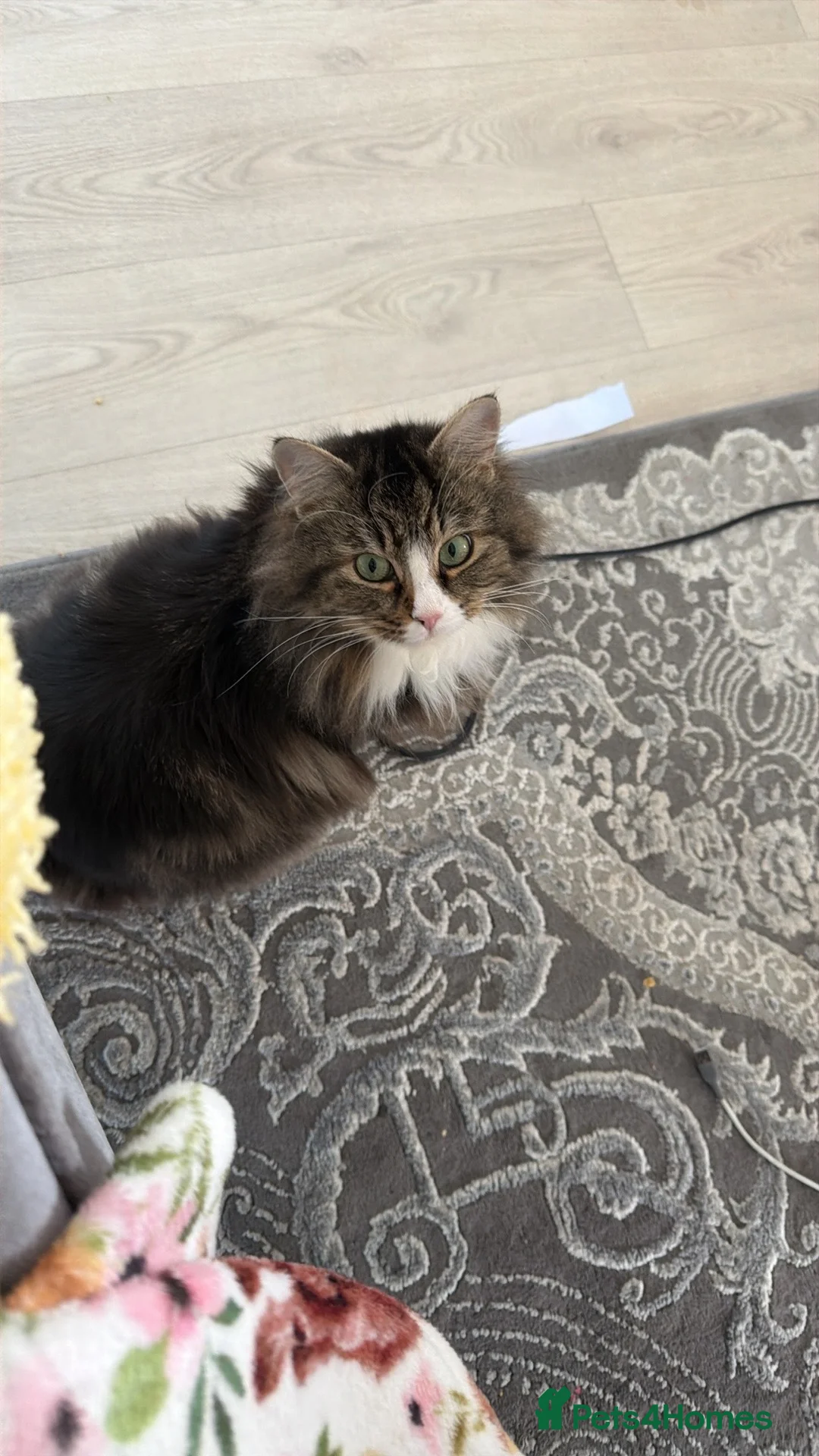 Mixed Breed cats for sale: Mix litter of beautiful kittens - Advert 1