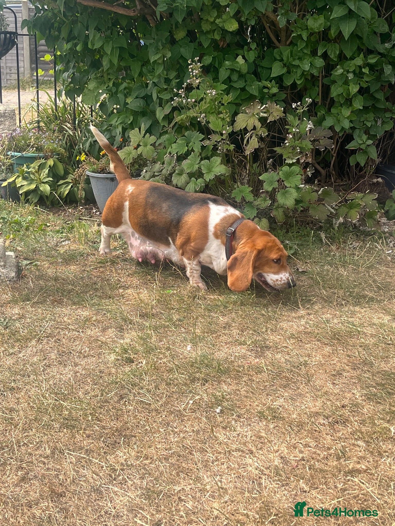 Basset Hound dogs Beautiful KC registered basset hounds - Advert 7
