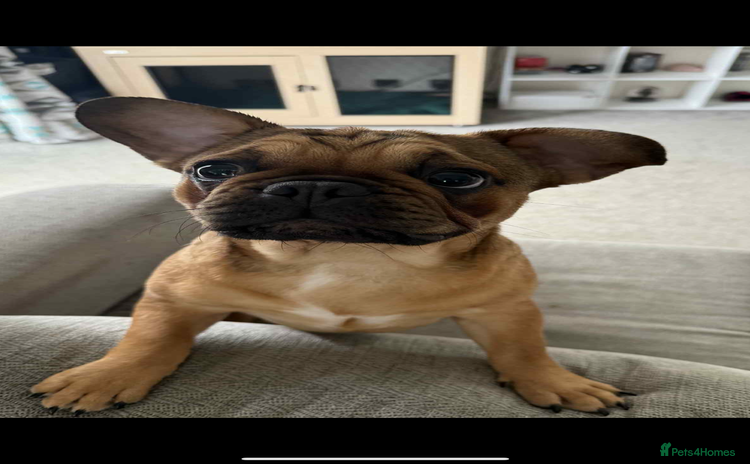 Frug dogs - Advert 4