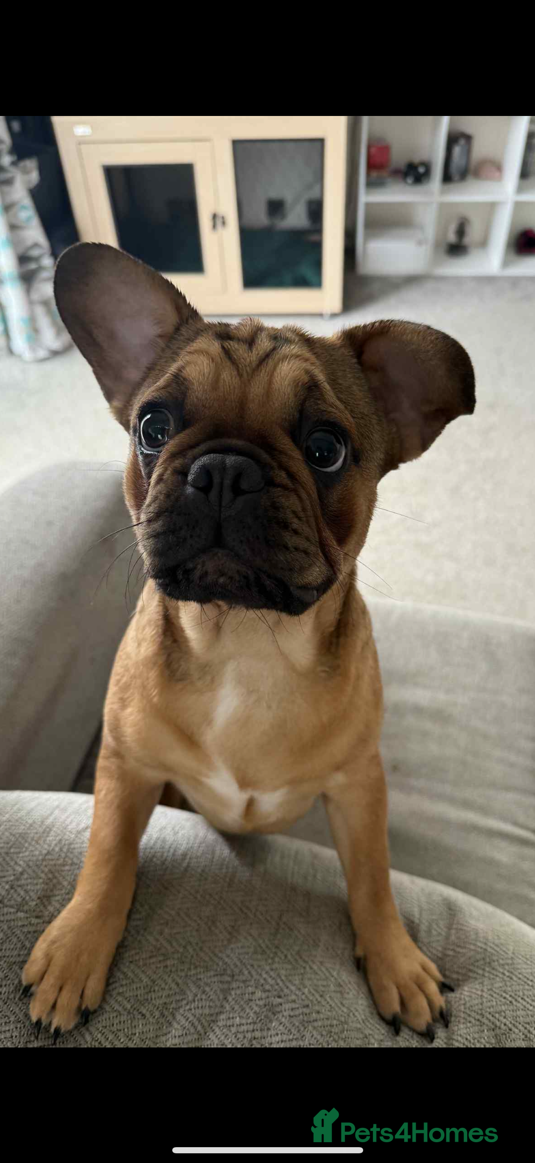Frug dogs for sale: French bulldog x pug puppy  - Image 1