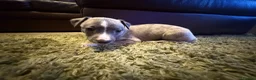 Whippet dogs for sale: KC Registered Whippet Puppies – Home Reared, - Advert 15