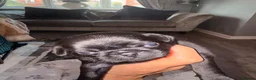 Pug dogs for sale: Beautiful black pugs in Motherwell - Advert 8