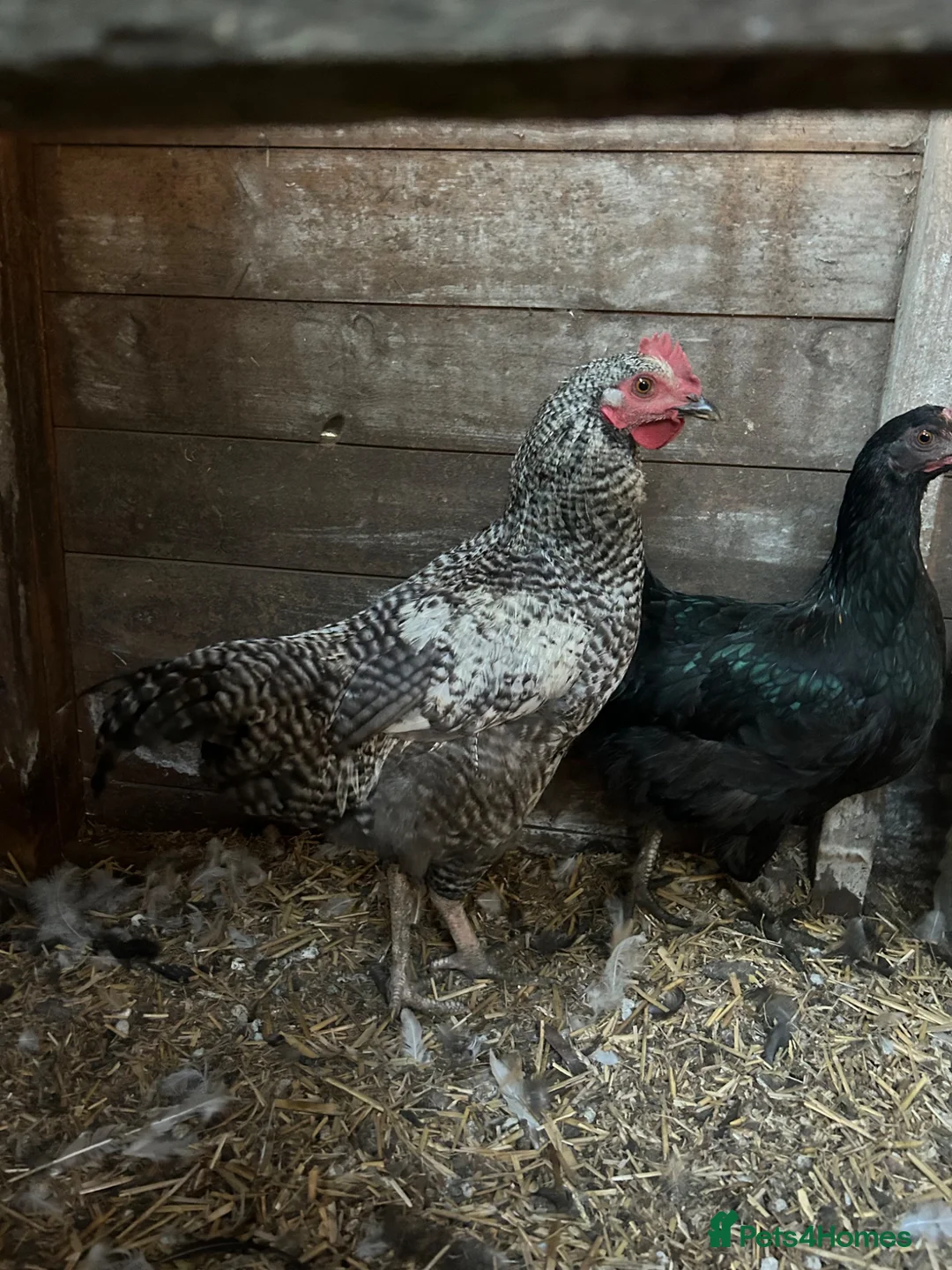 Chickens poultry for sale: 2x Cockerel’s for FREE in Buxton - Advert 4
