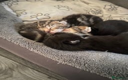 Mixed Breed cats for sale: Kittens ready to be rehomed in 6 weeks  - Image 4