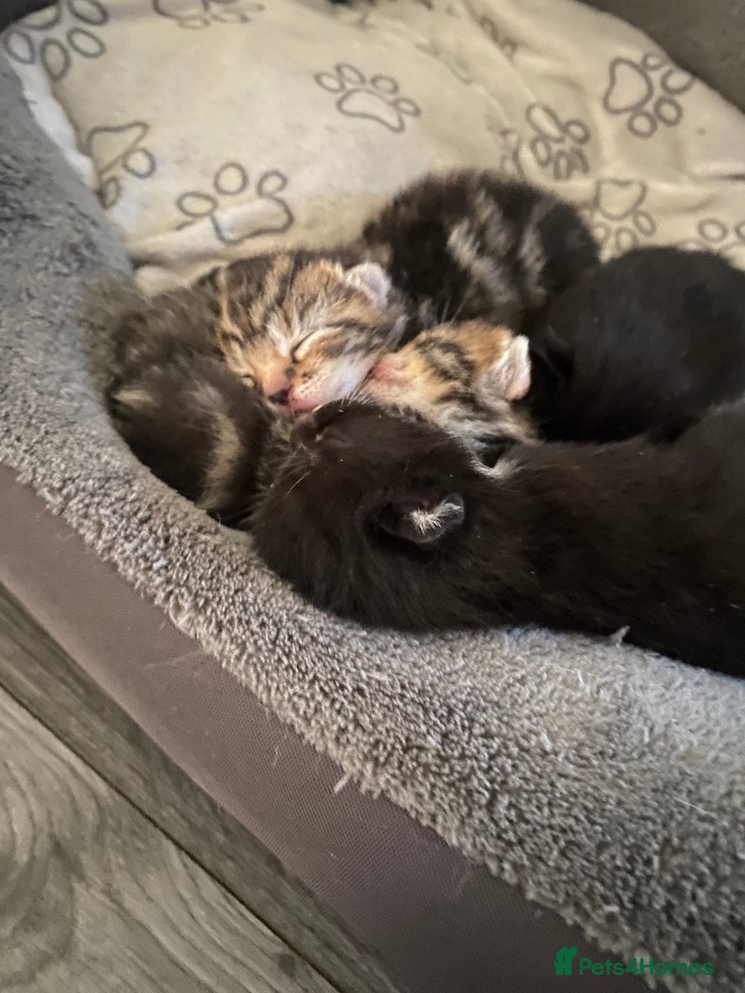 Mixed Breed cats for sale: Kittens ready to be rehomed in 6 weeks  - Image 4