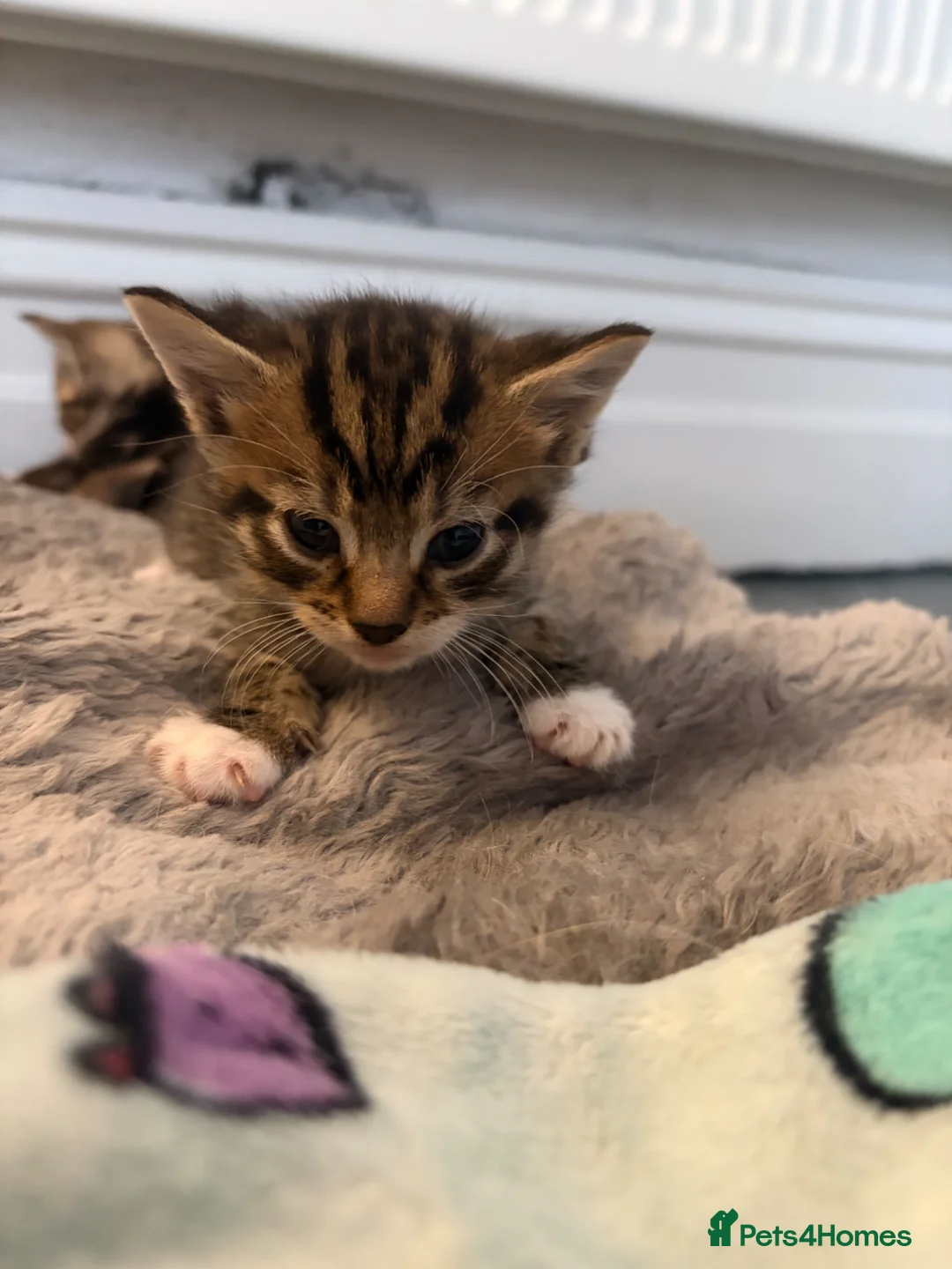 Mixed Breed cats for sale: KITTENS FOR SALE BRYNMAWR  in Ebbw Vale - Advert 11
