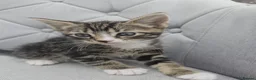 Mixed Breed cats for sale: Forever Home - Advert 2