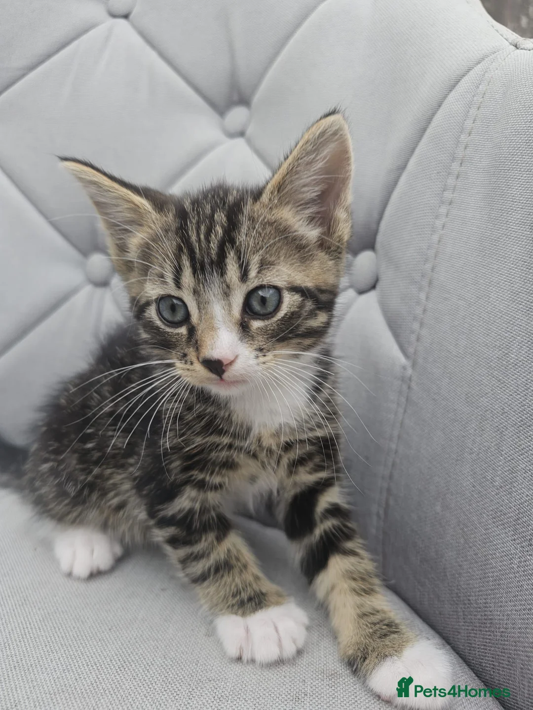 Mixed Breed cats for sale: Forever Home - Advert 2