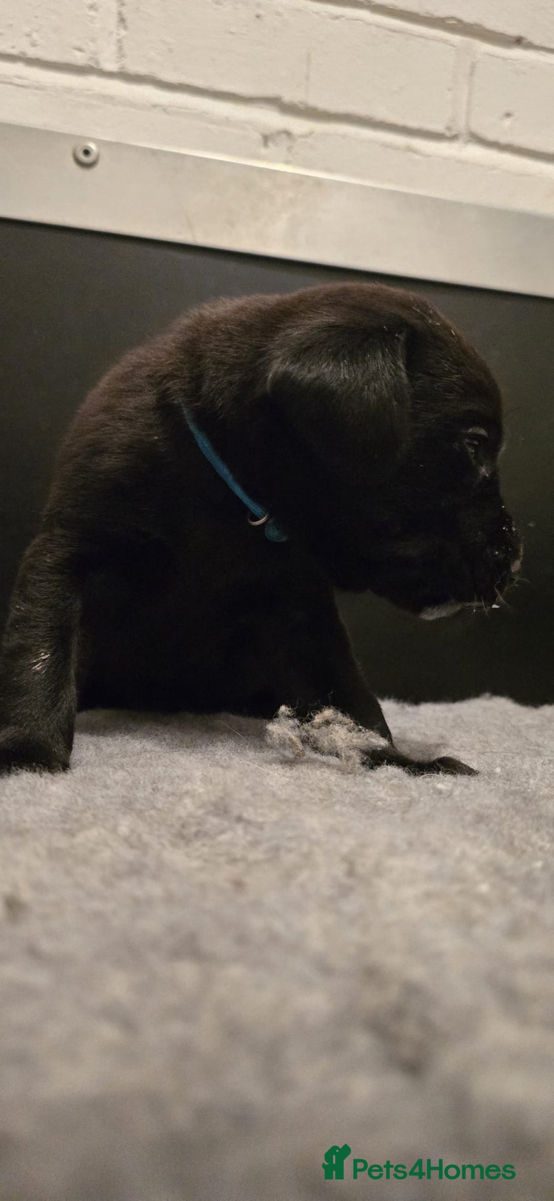 Labrador Retriever dogs for sale: Beautiful boys - Image 9