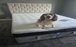 Cocker Spaniel dogs for sale: Now sold  - Image 7