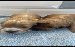 Cockapoo dogs for sale: F1 cockapoos parents dna health tested - Image 3