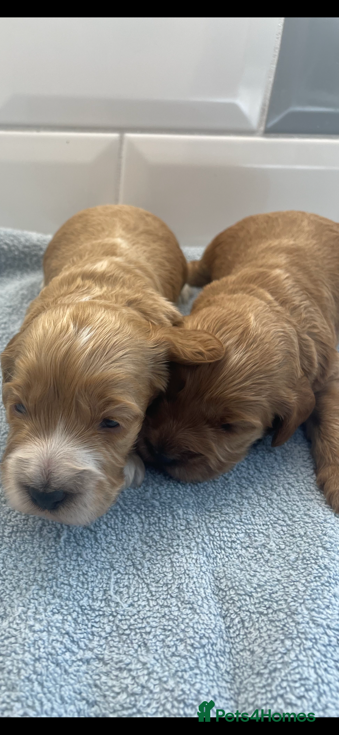 Cockapoo dogs for sale: F1 cockapoos parents dna health tested - Image 3