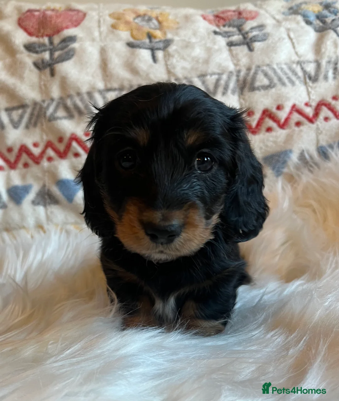 Miniature Dachshund dogs for sale: Beautiful  KC Mini L/H dachshund puppies - Advert 6
