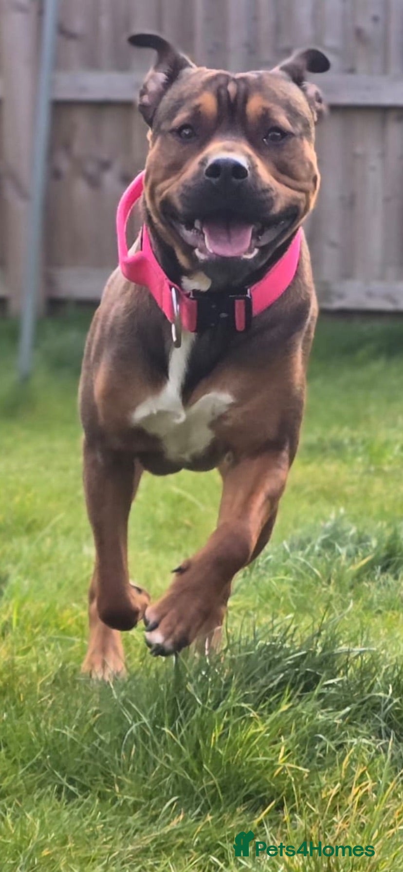 Mixed Breed dogs Loving new home needed  - Advert 1