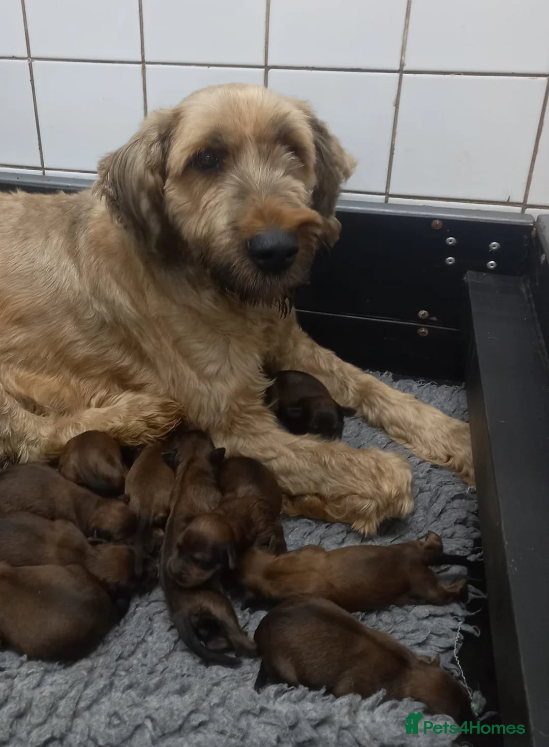 Briard dogs for sale: Top class puppies - Advert 1