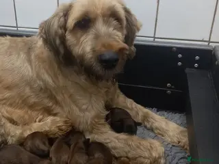 Briard dogs Top class puppies - Advert 1