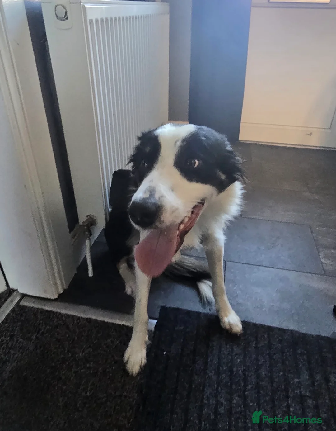 Mixed Breed dogs for sale: Stunning Border Collie Cross Puppies Family Raised - Advert 39