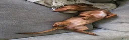 Dachshund dogs for sale: 7 dachshund pups for sale in Bradford - Advert 3