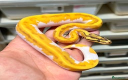 Python Snake reptiles for sale: Royal pythons  - Image 20