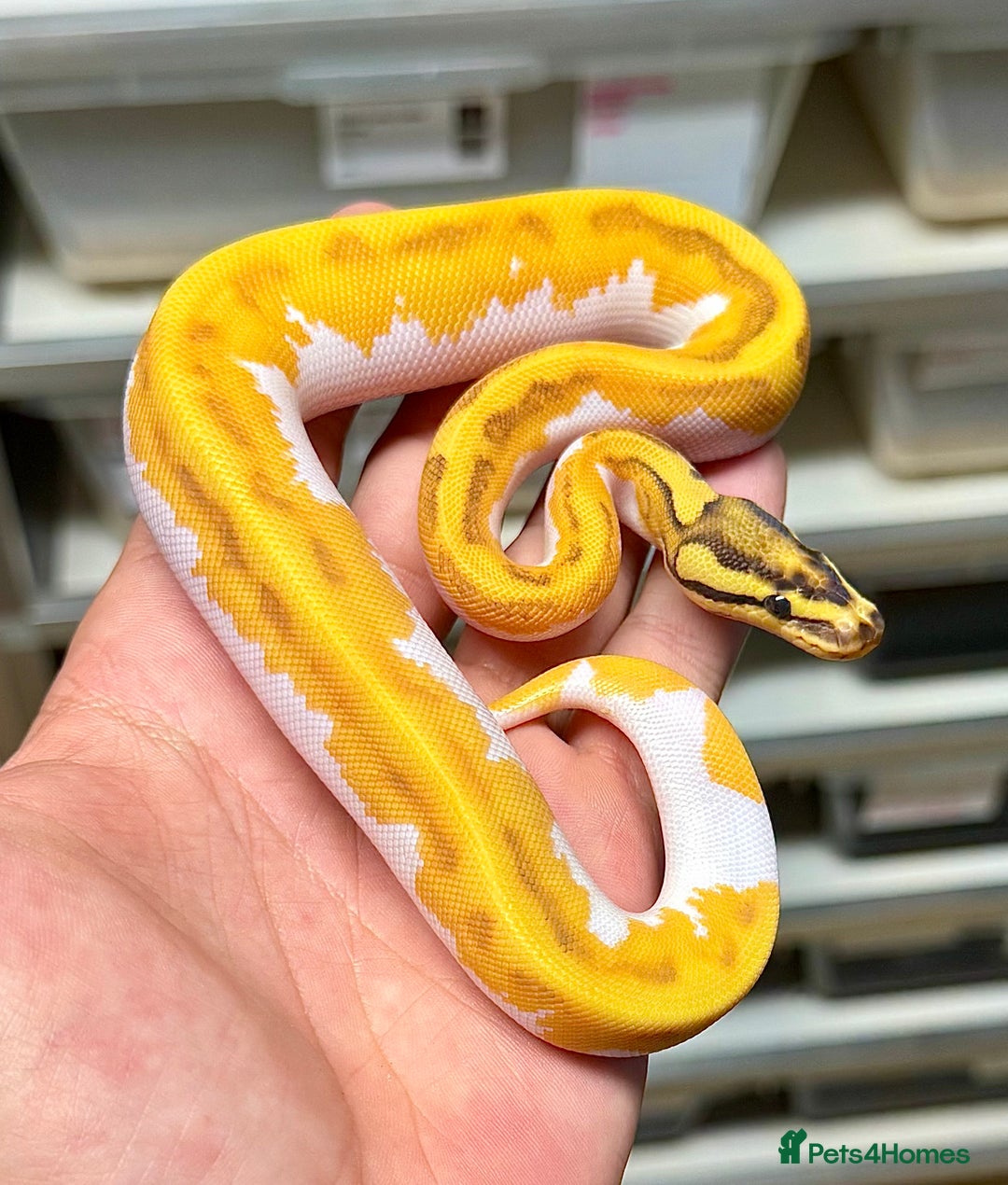 Python Snake reptiles for sale: Royal pythons  - Image 20