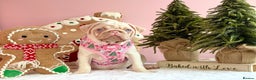 Pug dogs for sale: Pink Pug Puppies Available - Advert 15