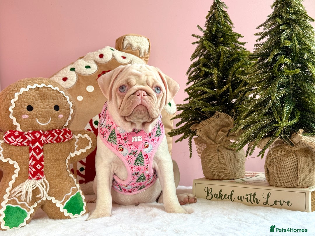 Pug dogs for sale: Pink Pug Puppies Available - Advert 15