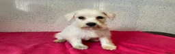 Miniature Schnauzer dogs for sale: Miniature schnauzer  - Advert 3