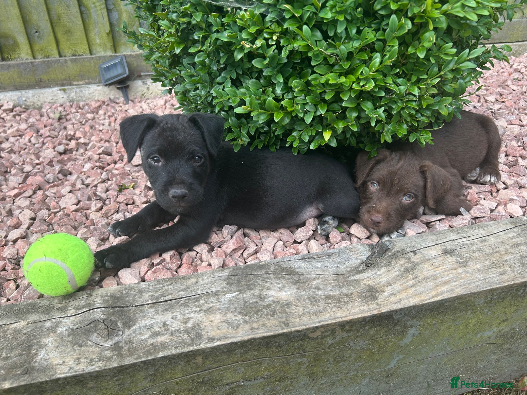 Patterdale Terrier dogs Patterdale Terrier Pups - Advert 1