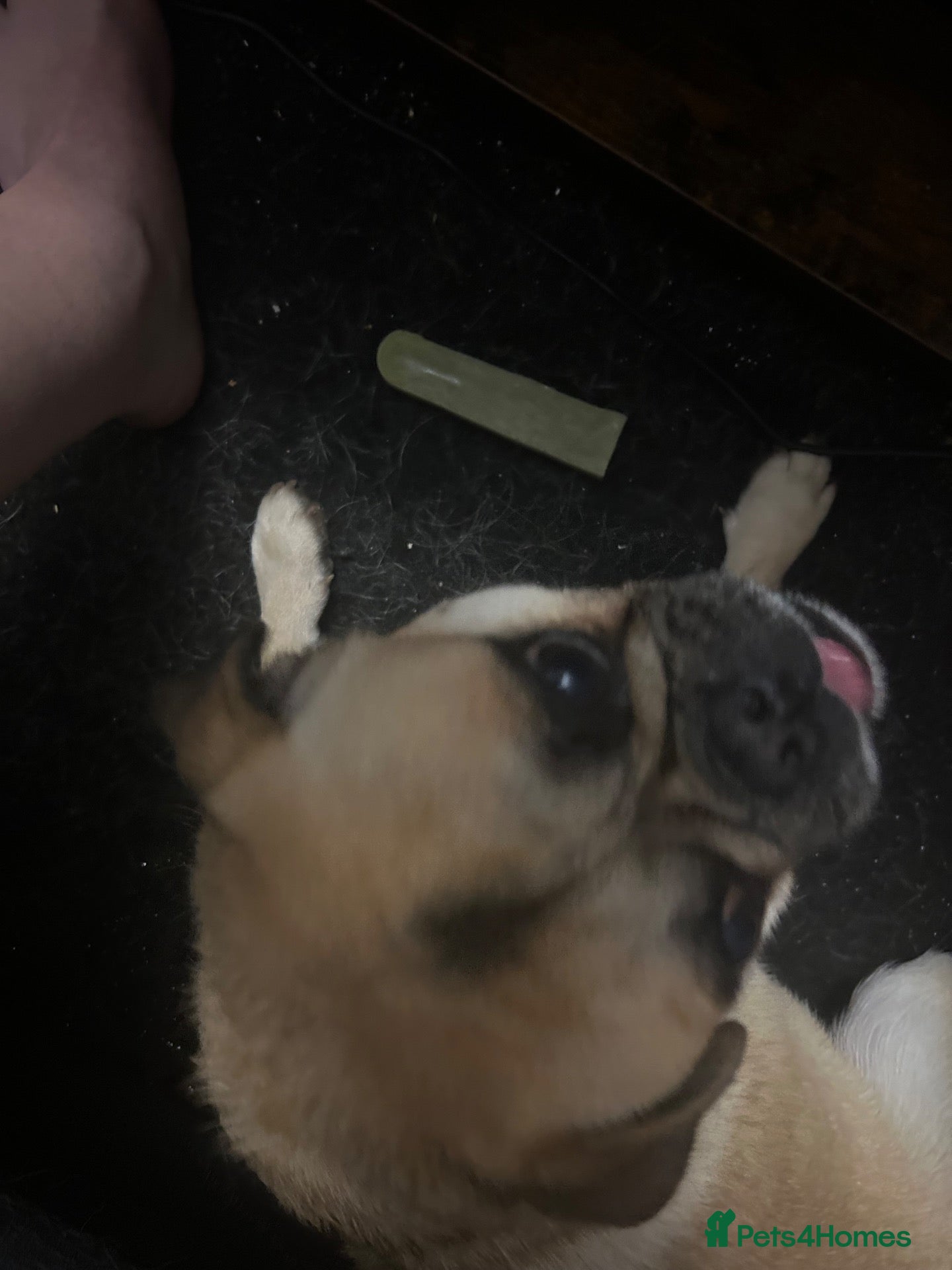 Jug dogs Pug (with about 5% jack russel mixed in)  - Advert 9