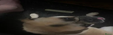 Dino 