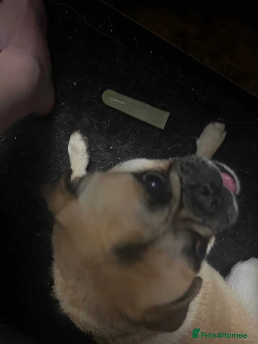 Jug dogs for sale: Pug (with about 5% jack russel mixed in)  - Advert 1