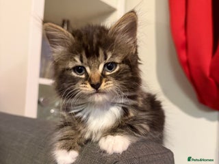 Domestic Shorthair cats Adorable Kittens - Advert 1