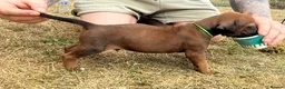 Rhodesian Ridgeback dogs for sale: Rhodesian Ridgeback Puppies born 21st June 2026 - Advert 14