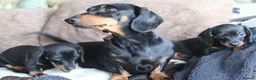 Miniature Dachshund dogs for sale: Beautiful miniature dachshund puppies  - Advert 22