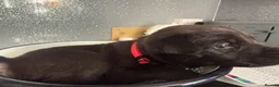 Mixed Breed dogs for sale: Mali x American bull dog puppies  - Advert 11